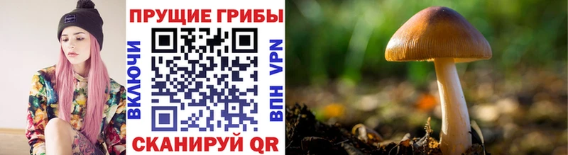 Псилоцибиновые грибы GOLDEN TEACHER  Гурьевск 